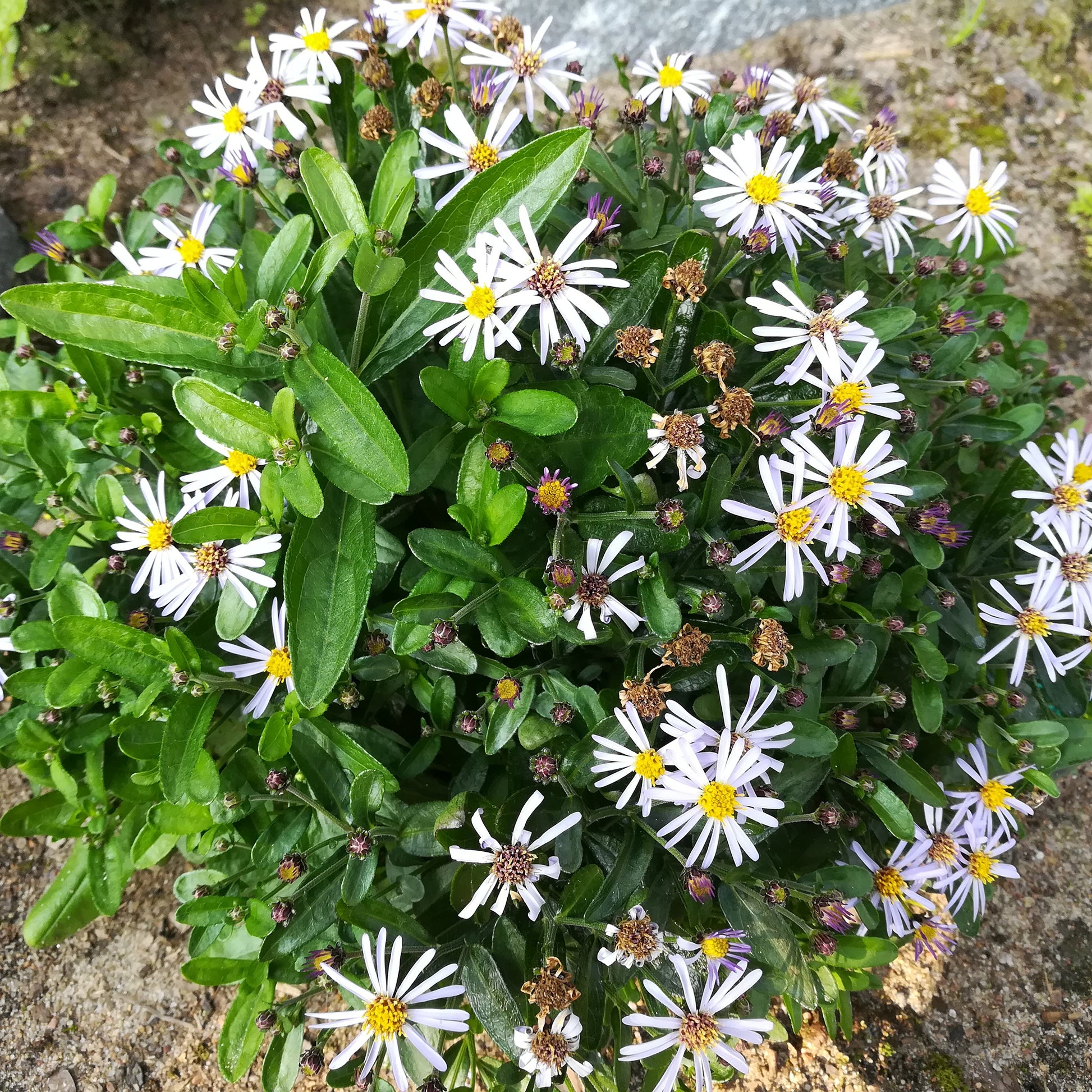 Schönaster Nana Blue - Bakker