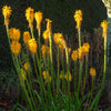 Gelbblühende Fackellilie - Kniphophia citrina - Gartenpflanzen