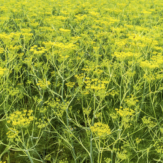 Gewöhnlicher Fenchel - Bakker