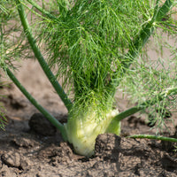 Gewöhnlicher Fenchel - Foeniculum vulgare - Bakker