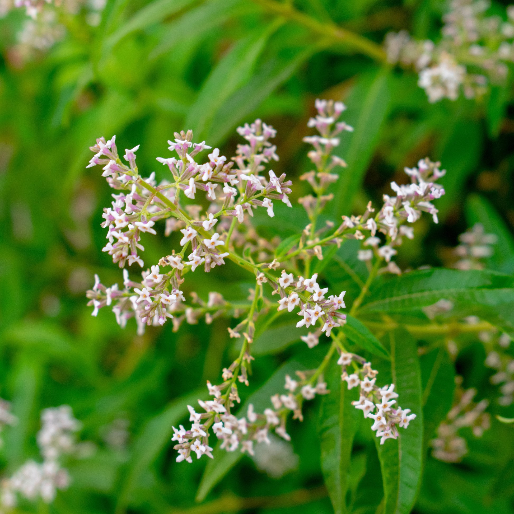 Aloysia citrodora - Zitronenverbene - Eisenkraut  