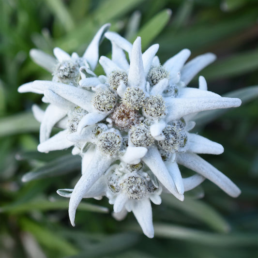 Edelweiß Blossom of Snow - Bakker
