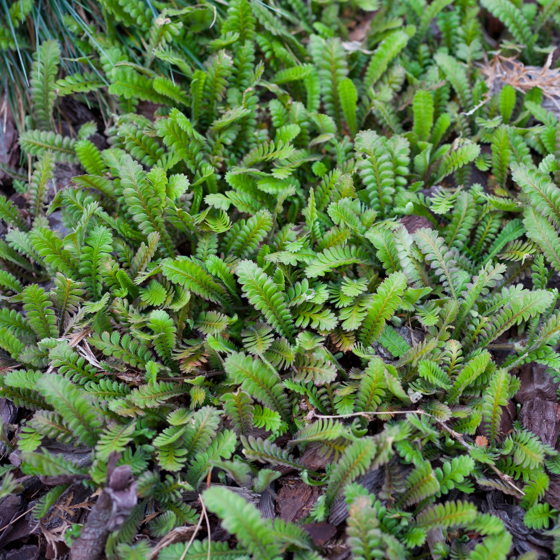 Fiederpolster - Leptinella squalida - Bakker