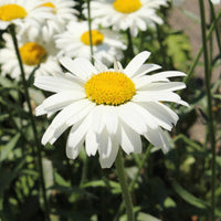 Sommermargeriten Alaska (x3) - Leucanthemum x superbum alaska - Bakker