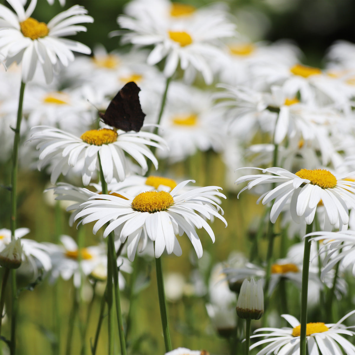 Großblumige Margerite 'Alaska' - Bakker