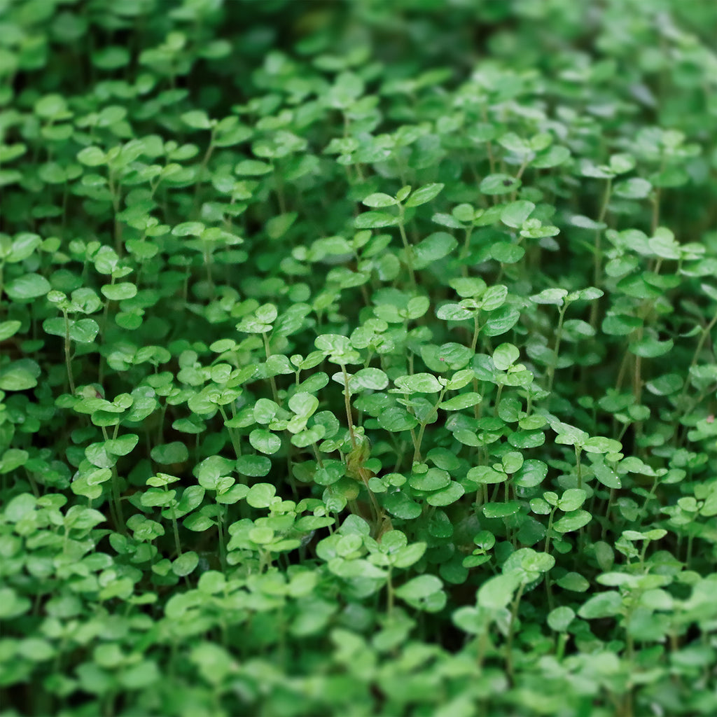 Korsische Polster-Minze - Mentha requienii