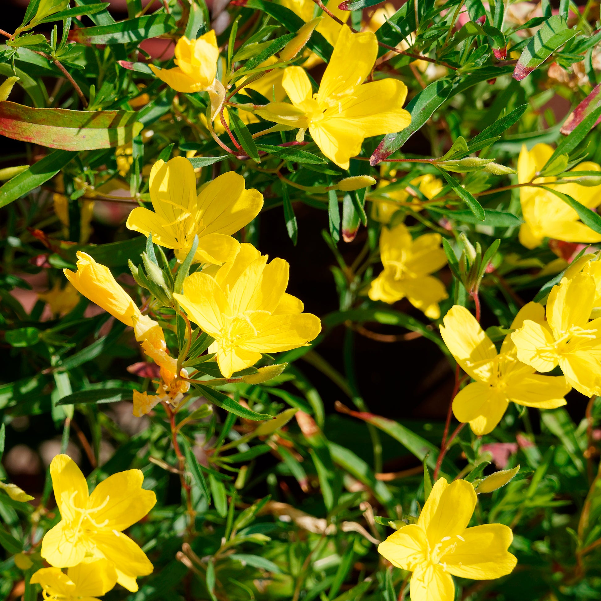 Oenothera African Sun - Nachtkerze African Sun - Blühende Stauden
