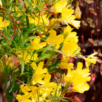 Nachtkerze African Sun - Bakker