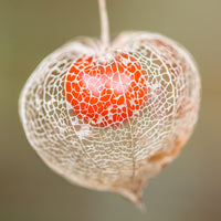 Verkauf Lampionblume - Physalis alkekengi var. franchetii