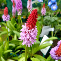 Vater-Vial-Primel Orchideen-Primel - Primula vialii - Bakker