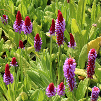 Vater-Vial-Primel Orchideen-Primel - Bakker