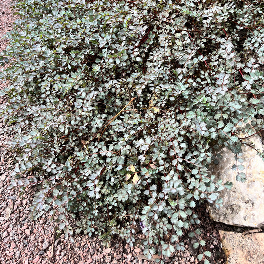 Silberkissen - Bakker