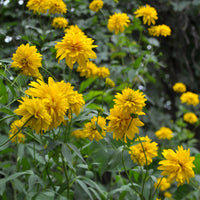 Geschlitztblättriger Sonnenhut 'Goldquelle' - Rudbeckia laciniata goldquelle - Bakker