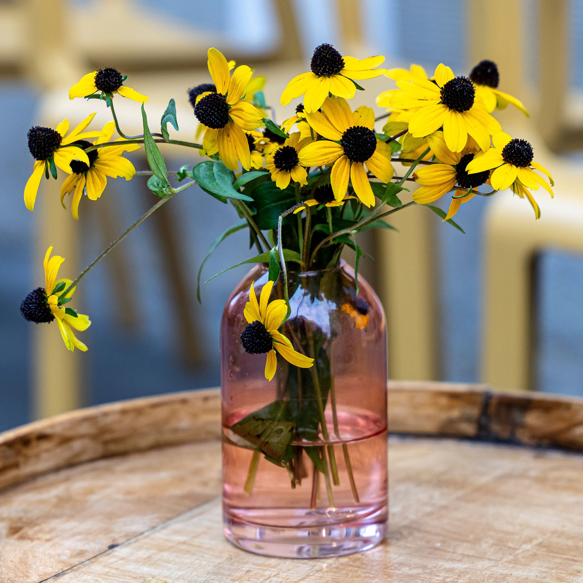 Dreilappiger Sonnenhut - Rudbeckia  triloba - Bakker