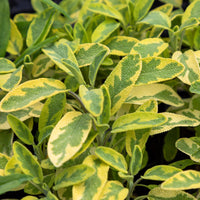 Salbei - Salvia officinalis Aurea Goldener panaschierter Salbei - Salvia officinalis Aurea