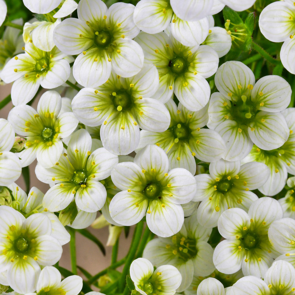 Moos-Steinbreche 'Pixie White' - Bakker
