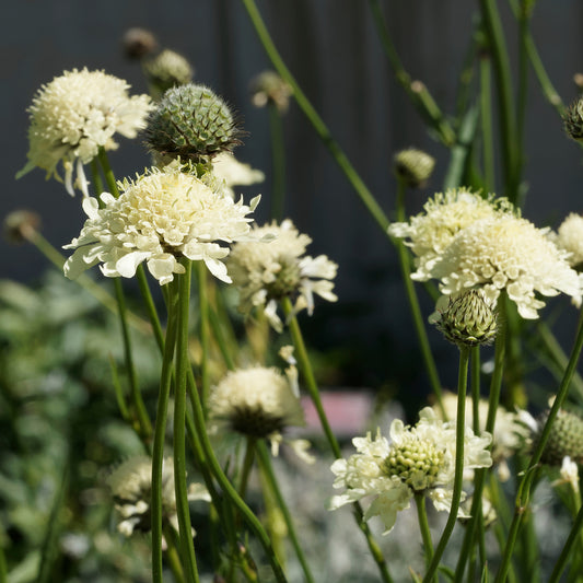 Skabiosen Scabiosa ochroleuca (x3) - Bakker