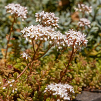 Sedum album Coral Carpet - Sedum Coral Carpet Orpinus Coral Carpet (x3) - Stauden