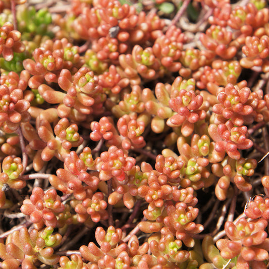 Sedum Coral Carpet Orpinus Coral Carpet (x3)