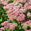 Fetthenne Herbstfreude (x3) - Bakker