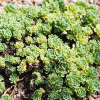Dickrosettiges Fettblatt - Sedum pachyclados - Bakker