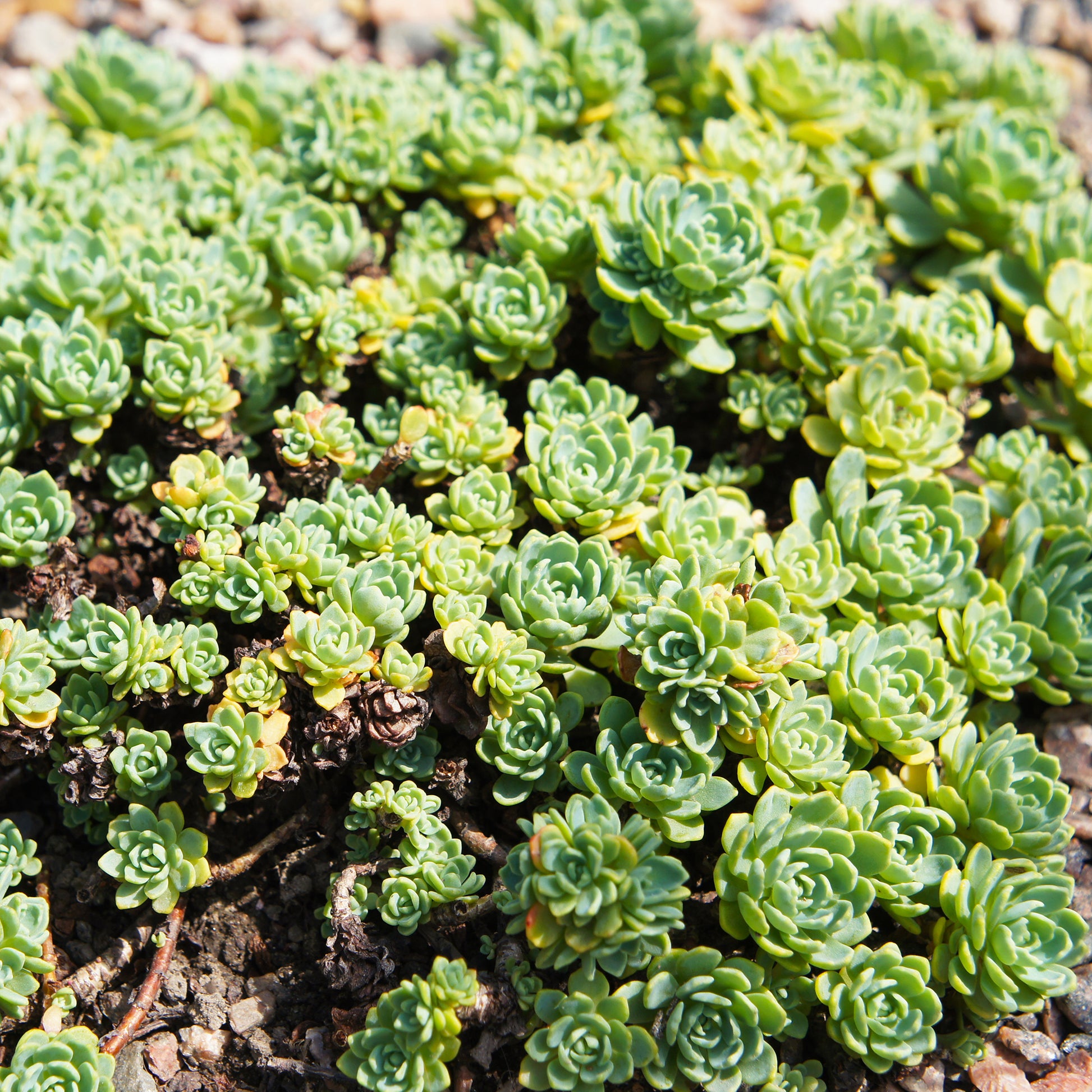 Dickrosettiges Fettblatt - Sedum pachyclados - Bakker