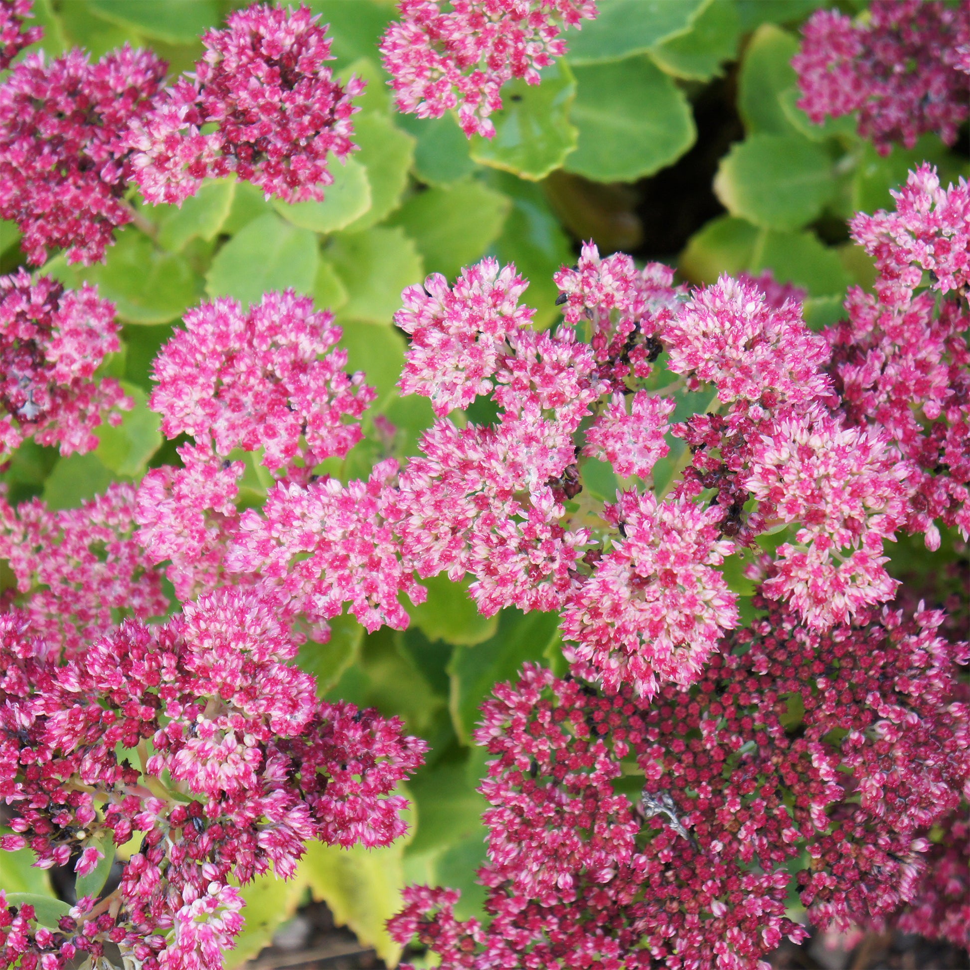 Sedum spectabile brilliant ( brilliant group ) - Herbst-Knabenkraut Brilliant Auffälliges Knabenkraut Brillant (x3) - Stauden