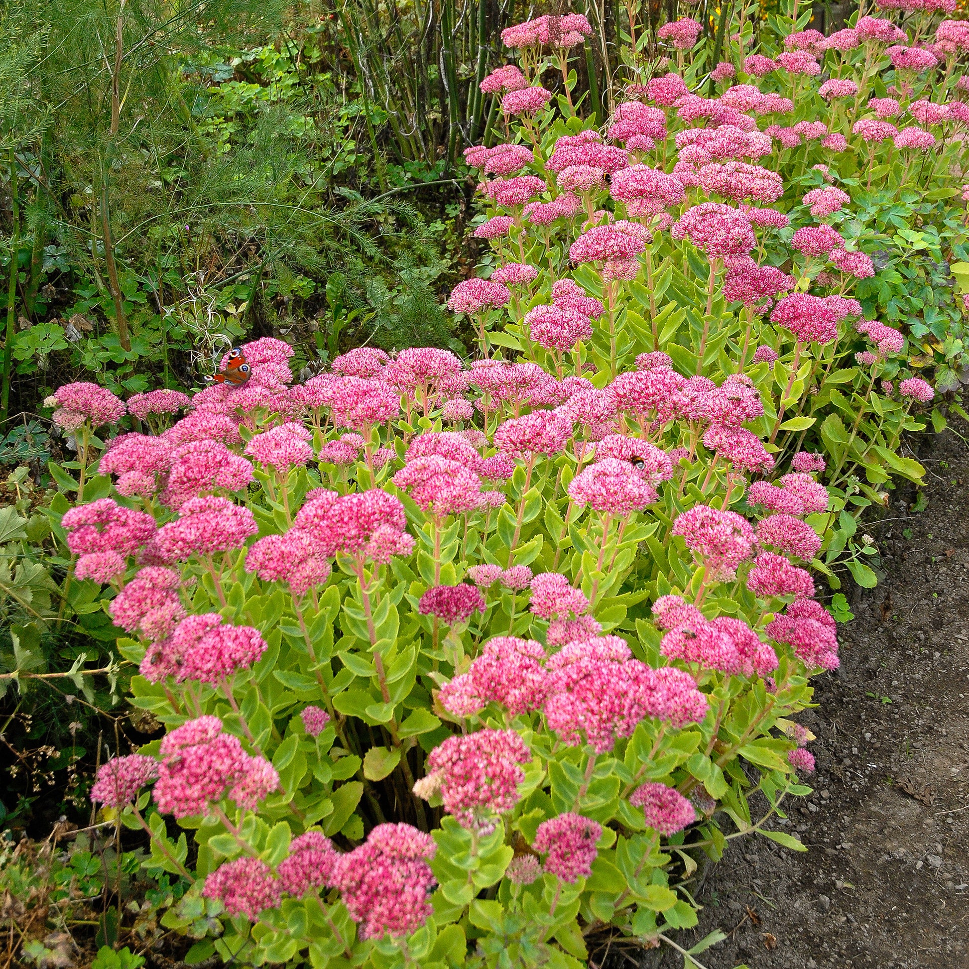 Herbst-Knabenkraut Brilliant Auffälliges Knabenkraut Brillant (x3) - Bakker