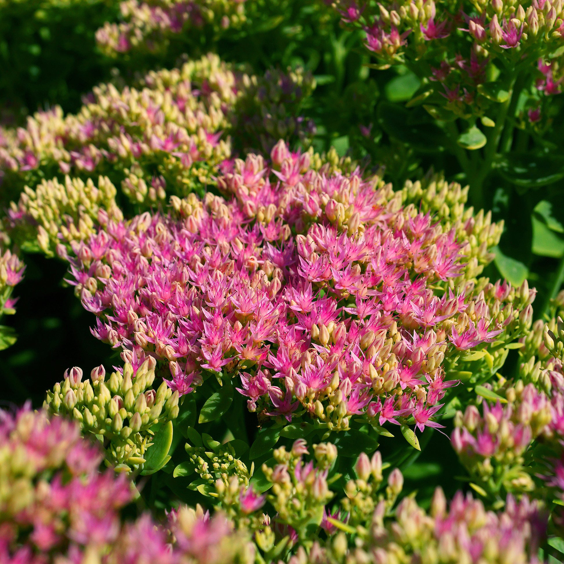 Herbst-Knabenkraut Brilliant Auffälliges Knabenkraut Brillant (x3) - Sedum spectabile brilliant ( brilliant group ) - Bakker