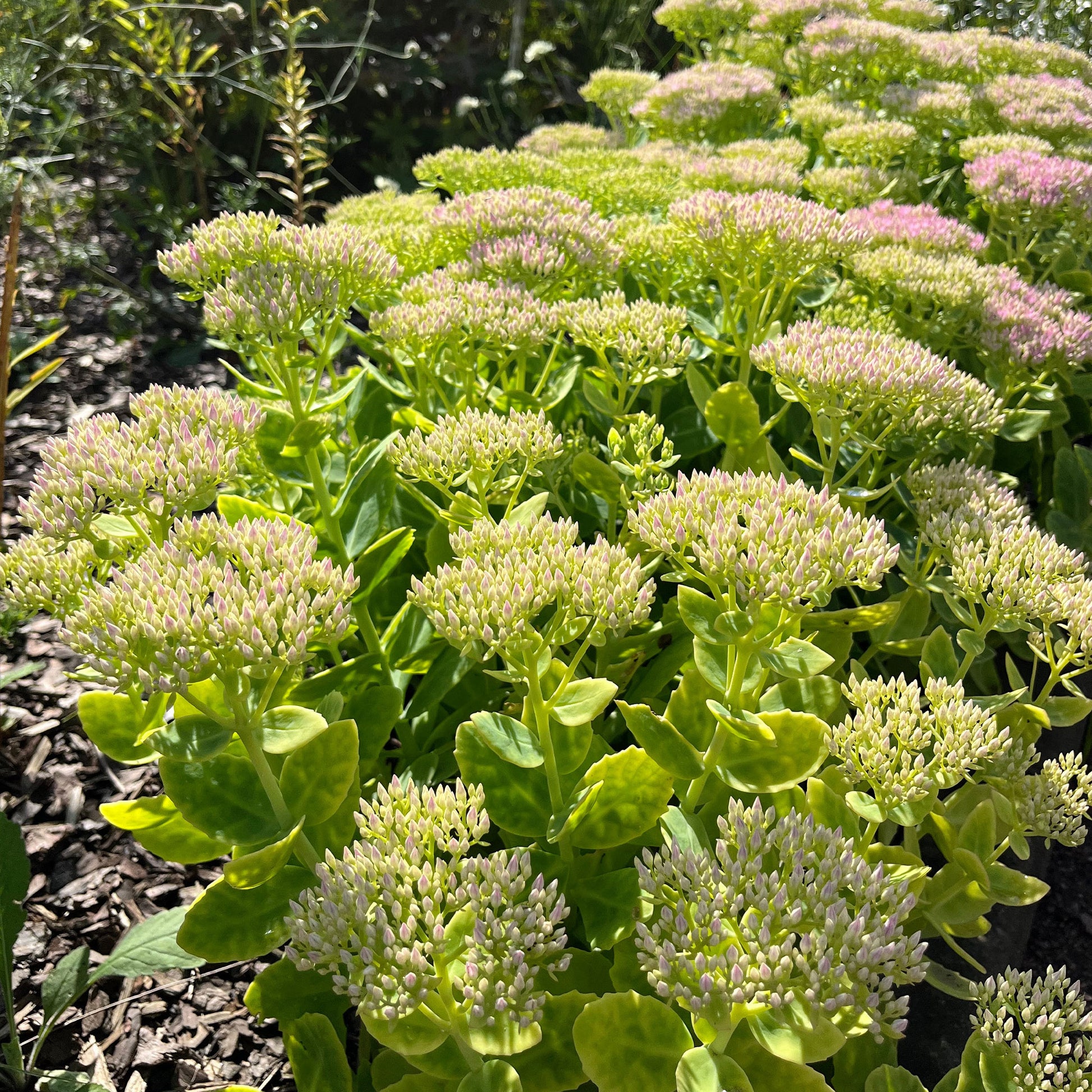 Stauden - Prächtiges Fettblatt 'Brillant' - Sedum spectabile brilliant ( brilliant group )