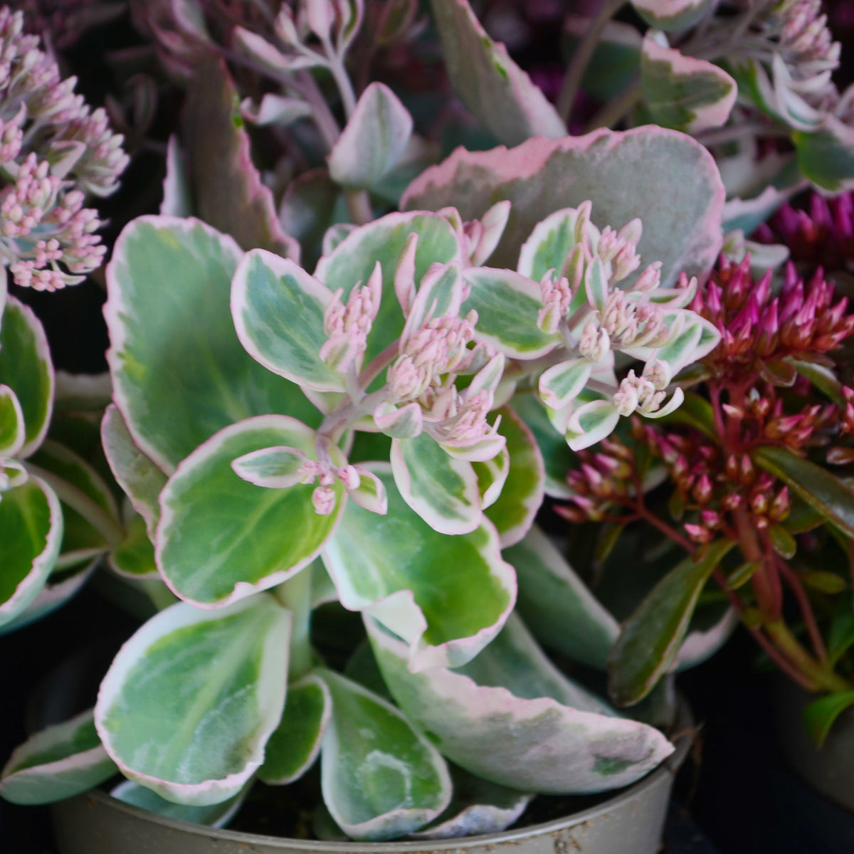 Sedum spurium Variegatum - Teppich-Fettblatt Variegatum - Sedum - Fetthenne