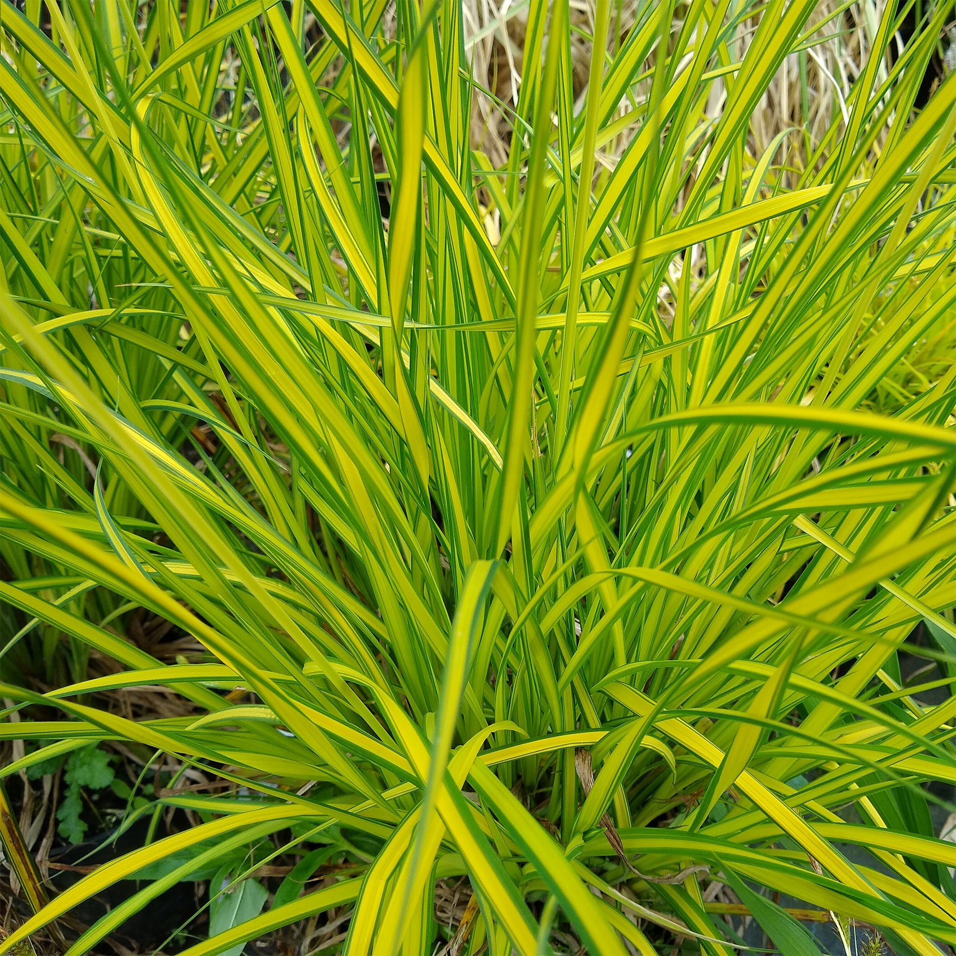 Hohe Segge Aurea Goldsegge - Bakker