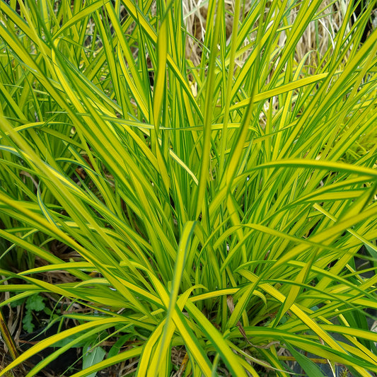 Hohe Segge Aurea Goldsegge