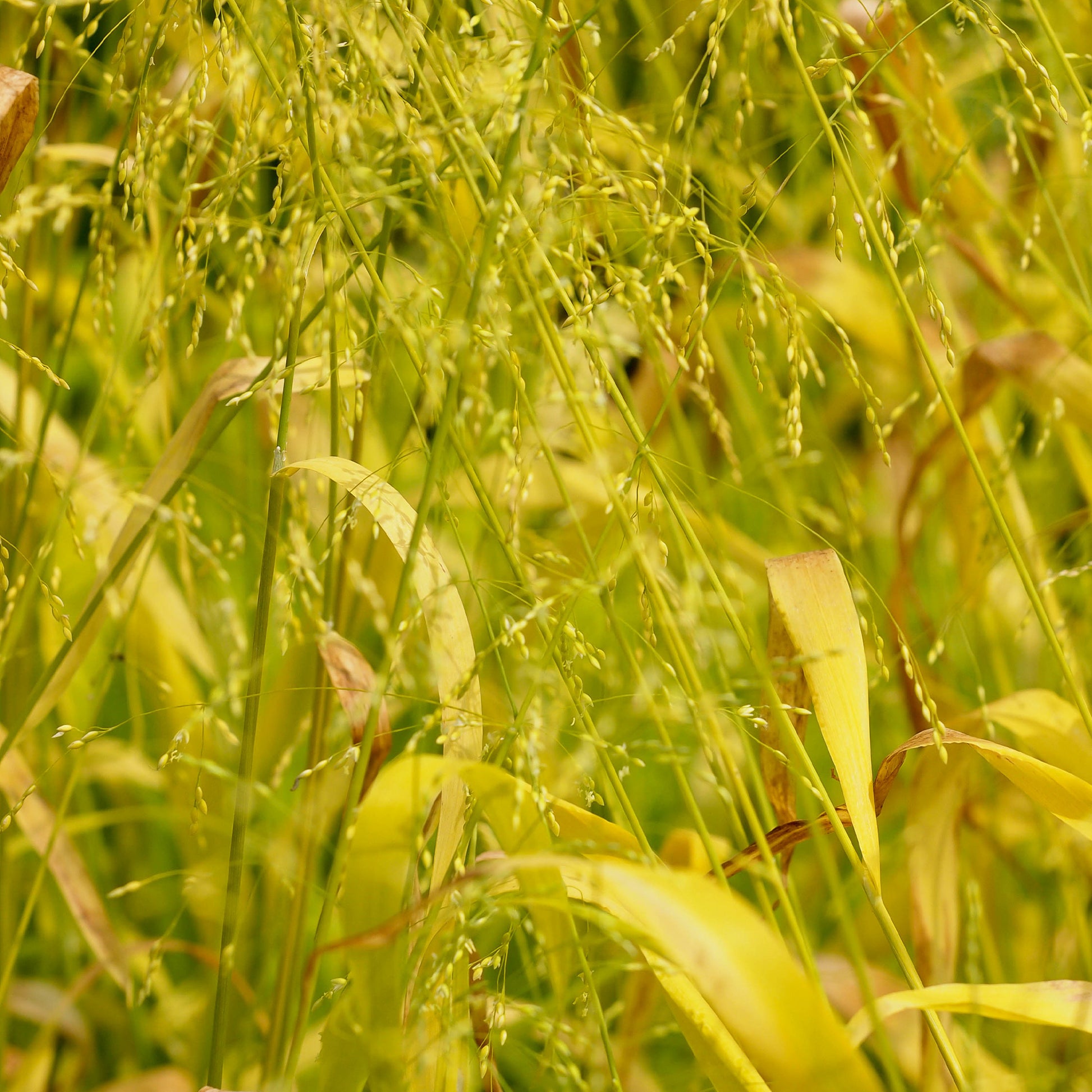 Spreizhirse Aureum Goldhirse - Milium effusum aureum - Gartenpflanzen