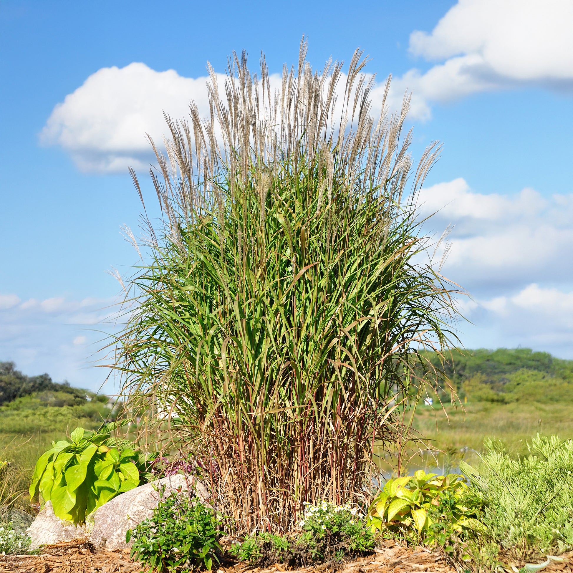 Chinaschilf 'Purpurascens' - Miscanthus sinensis ssp purpurascens - Bakker