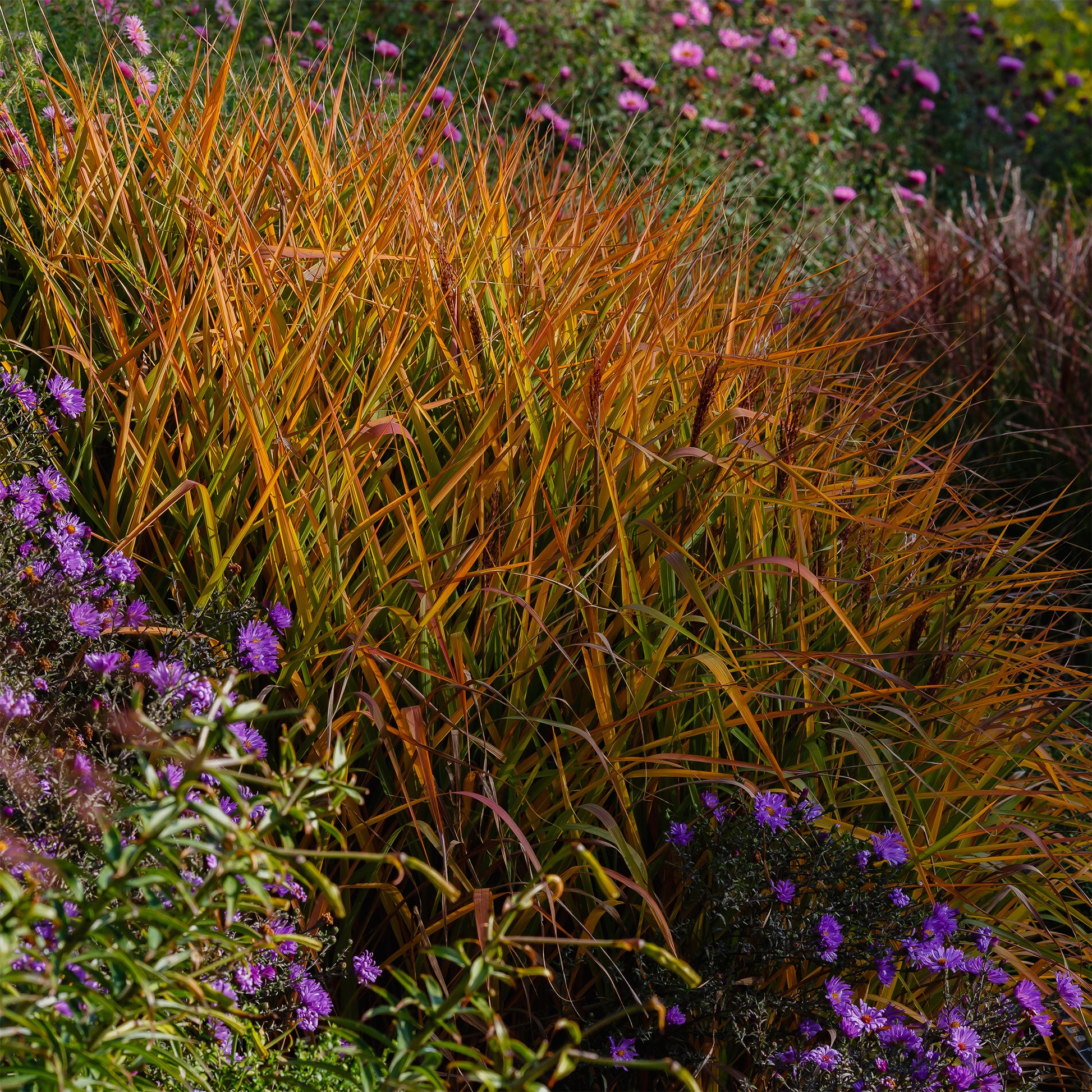 Chinaschilf 'Purpurascens' - Bakker