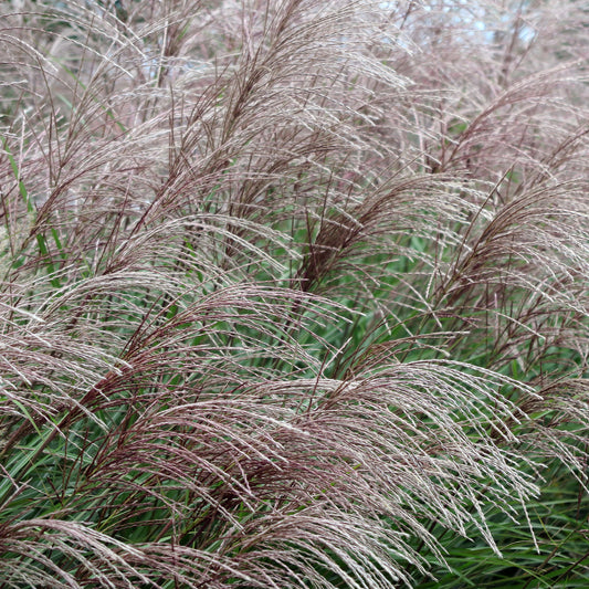 Eulalie China Chinaschilf - Bakker