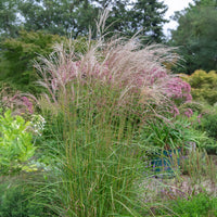 Miscanthus sinensis flamingo - Chinaschilf Flamingo - Miscanthus - Miscanthus