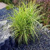Chinaschilf Strictus - Miscanthus sinensis strictus - Bakker