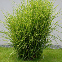 Chinaschilf Strictus - Bakker