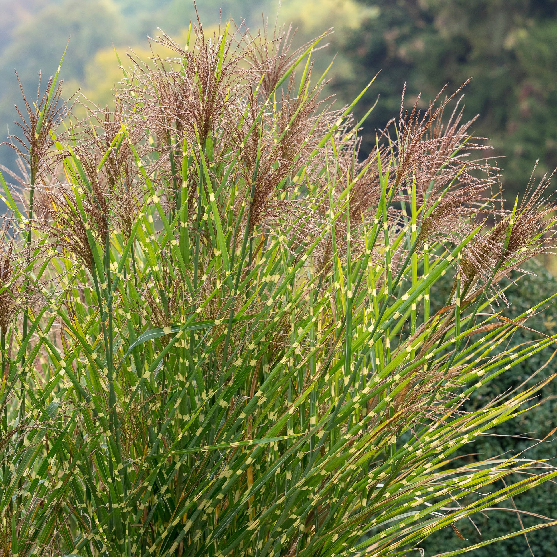 Miscanthus - Miscanthus - Chinaschilf Zebrinus Zebra-Eulalie - Miscanthus sinensis Zebrinus