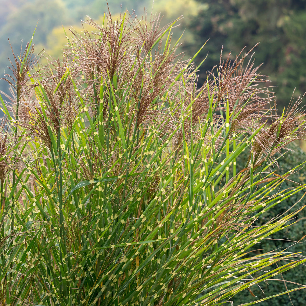 Miscanthus - Chinaschilf ‘Zebrinus’ - Miscanthus sinensis Zebrinus