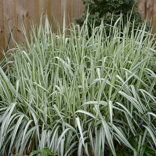 Rohrglanzgras Feesey - Bakker