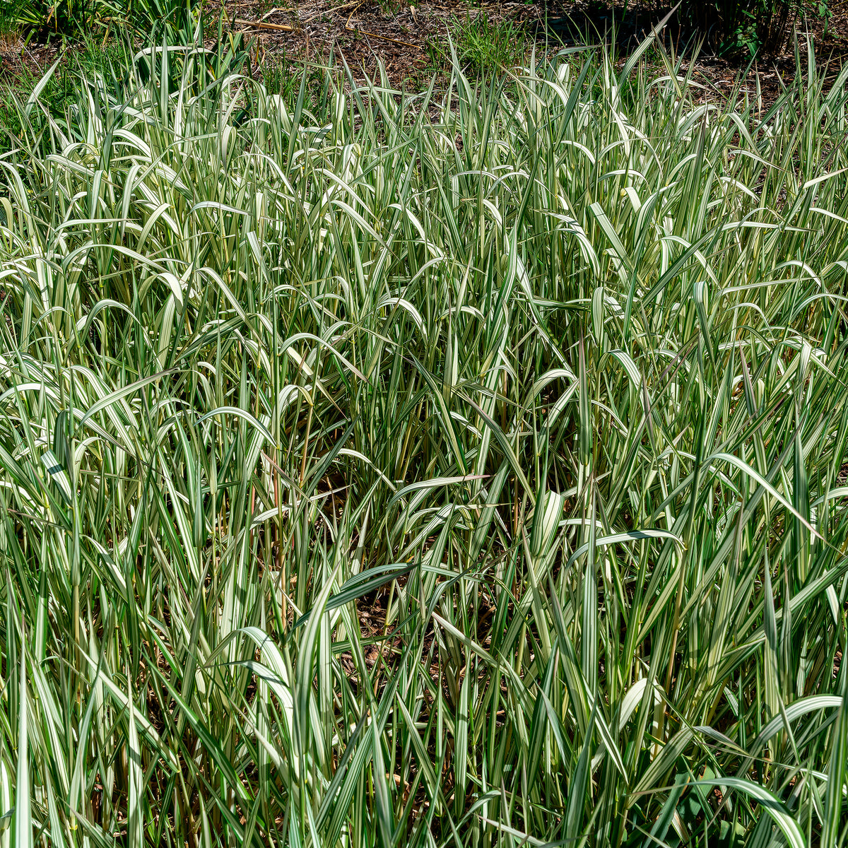 Rohrglanzgras Feesey - Phalaris arundinacea Feesey - Bakker
