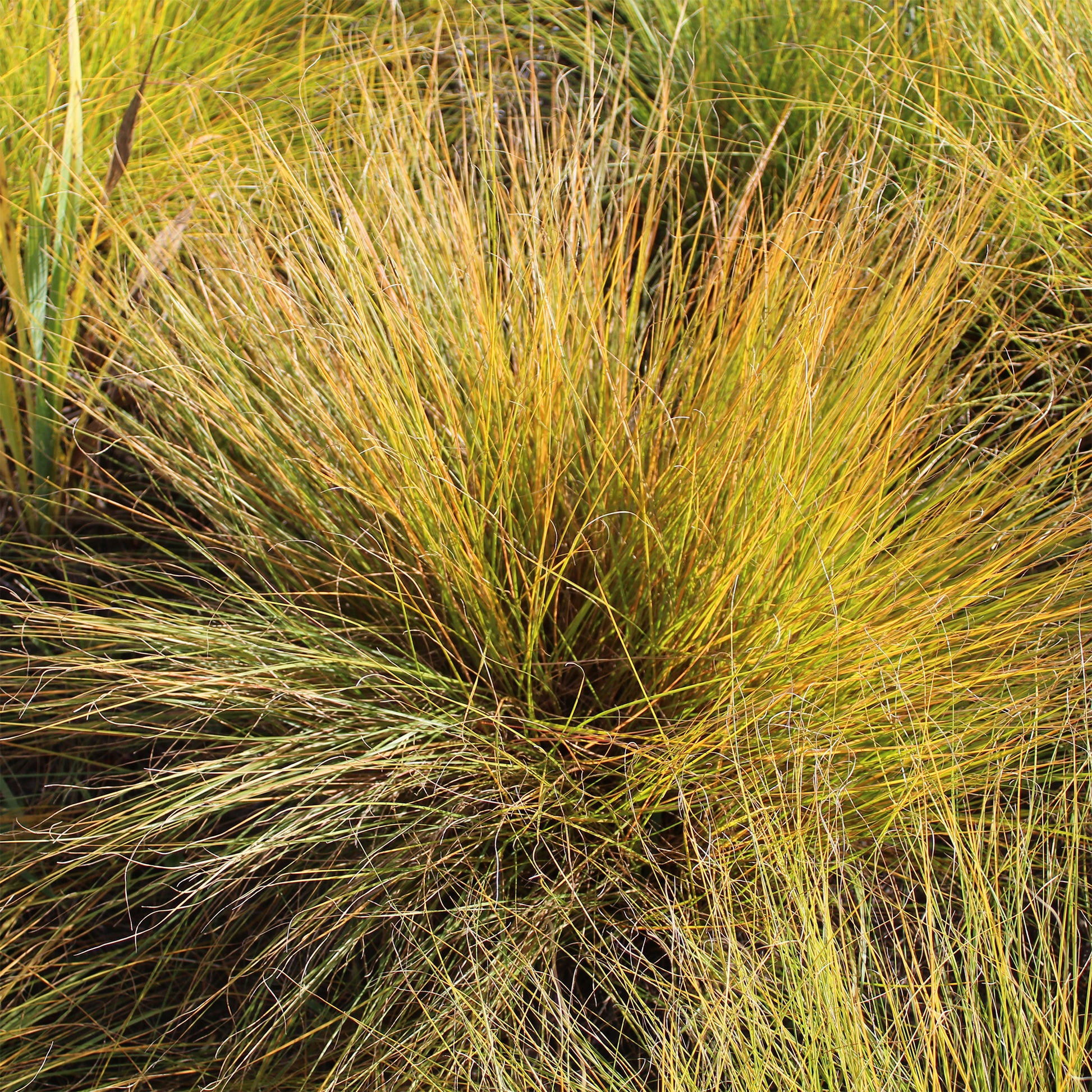 Sporobolus heterolepis Sporobolus mit ungleichen Hüllspelzen - Bakker