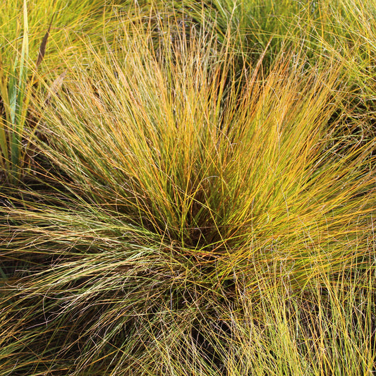 Sporobolus heterolepis Sporobolus mit ungleichen Hüllspelzen