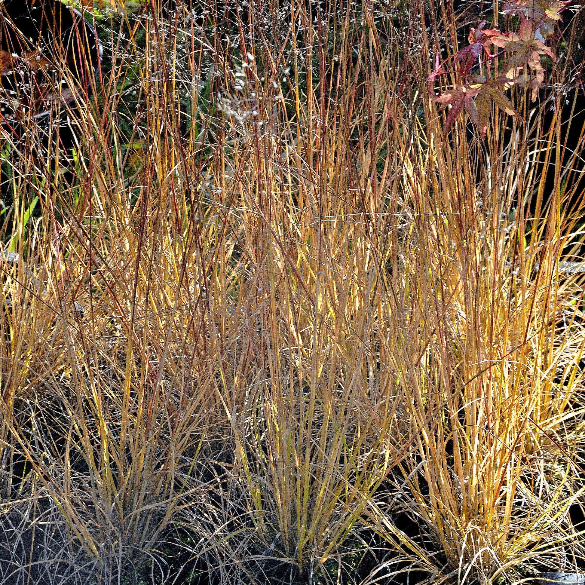 Sporobolus heterolepis - Sporobolus heterolepis Sporobolus mit ungleichen Hüllspelzen - Gräser