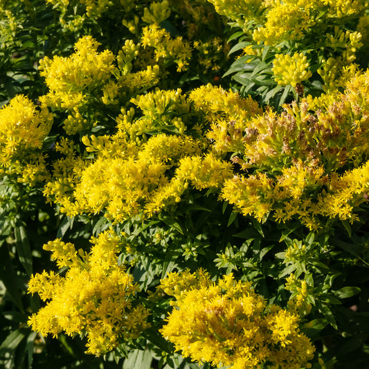 Goldrute 'Golden Mosa' - Bakker
