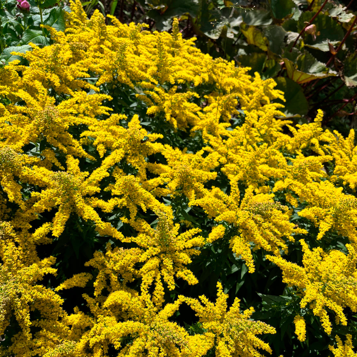 Goldrute 'Golden Mosa'