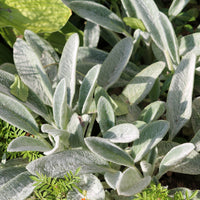 Byzantinischer Wollziest - Bakker